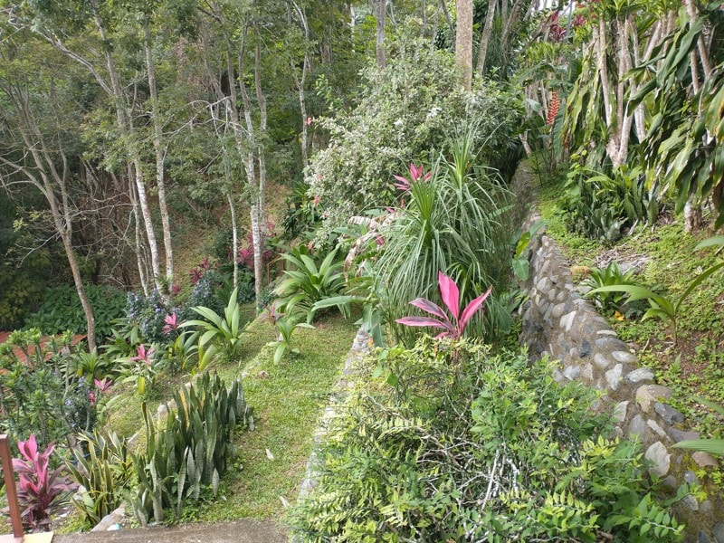 Garden view behind the house