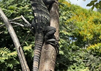 Iguana